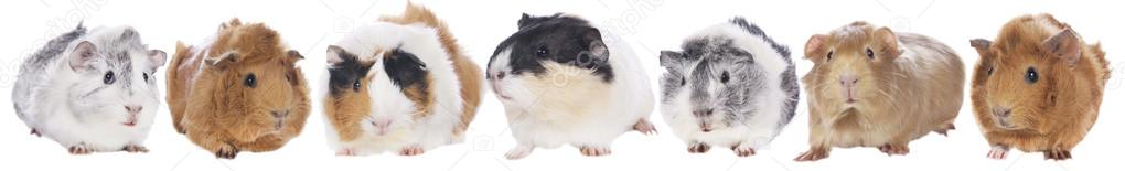 Group of guinea pigs