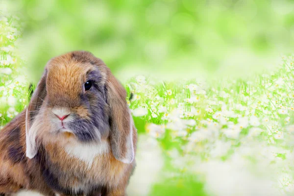 Coelho bonito no fundo natural verde — Fotografia de Stock