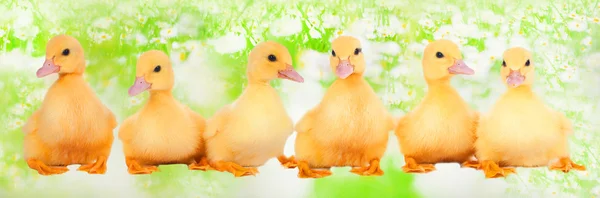 在一片草地上的可爱小鸭子 — 图库照片
