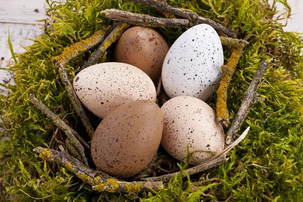 Groene nest met eieren — Stockfoto