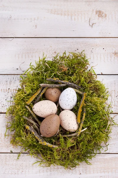 Green nest with eggs — Stock Photo, Image