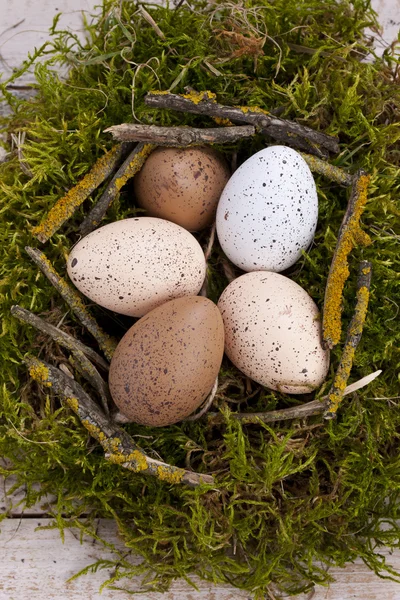Ninho verde com ovos — Fotografia de Stock