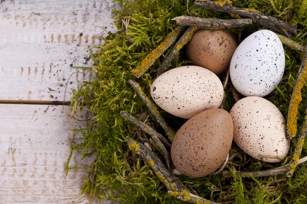 Green nest with eggs — Stock Photo, Image
