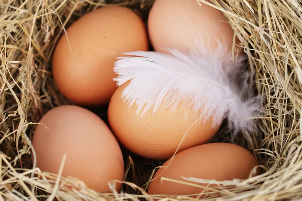 Natural nest with chicken eggs — Stock Photo, Image