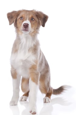 Genç Avustralyalı çoban köpeği