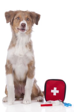 Avustralya çoban köpeği izole acil durum kiti ile