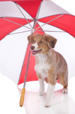 Güneş şemsiyesi altında Avustralyalı çoban köpek