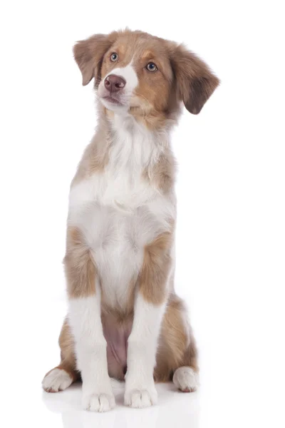 Young australian shepherd dog — Stock Photo, Image