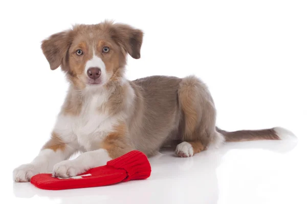 Australian shepherd valp liggande på varm flaska — Stockfoto