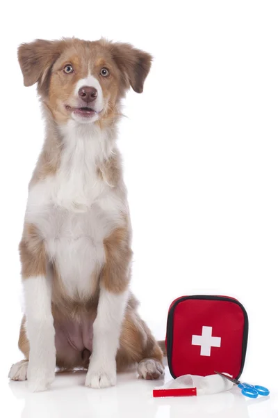 Australian shepherd dog with emergency kit isolated — Stock Photo, Image