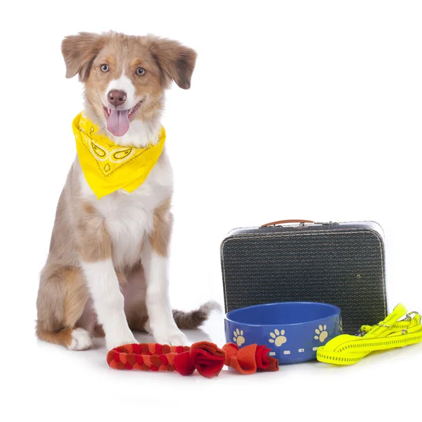 Seyahat seti ile Avustralyalı çoban köpek yavrusu