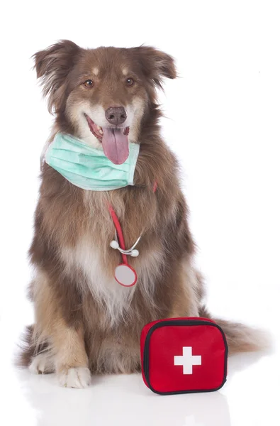 Australian shepherd dog with emergency kit isolated — Stock Photo, Image