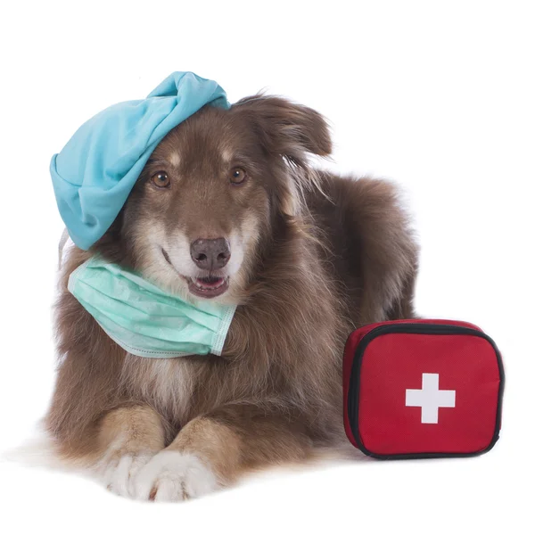 Australian shepherd dog with emergency kit isolated — Stock Photo, Image