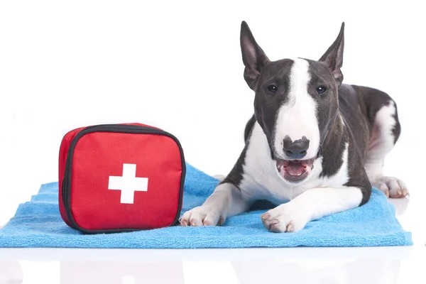 Cute dog with first aid kit — Stock Photo, Image