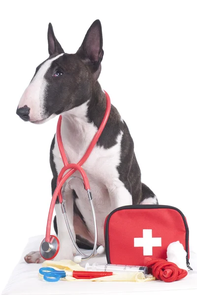 Cute dog with first aid kit — Stock Photo, Image