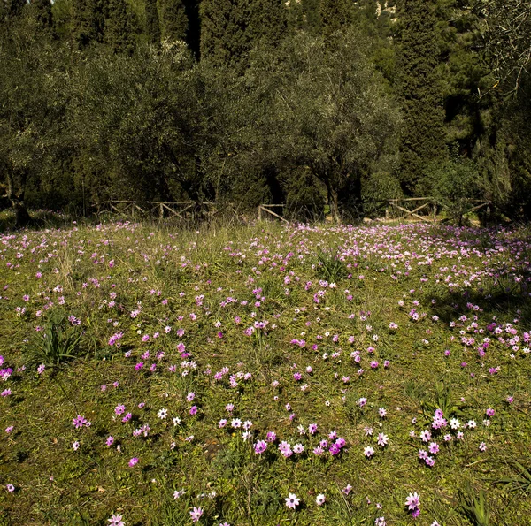 Veld met wilde bloemen in de bergen in het voorjaar van — Stockfoto
