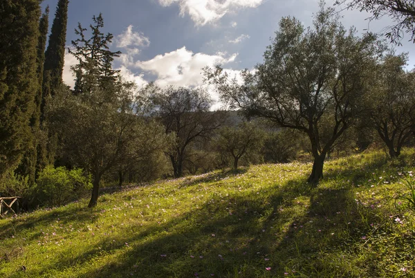 Wild flowers in the mountain in spring. — Stock Photo, Image