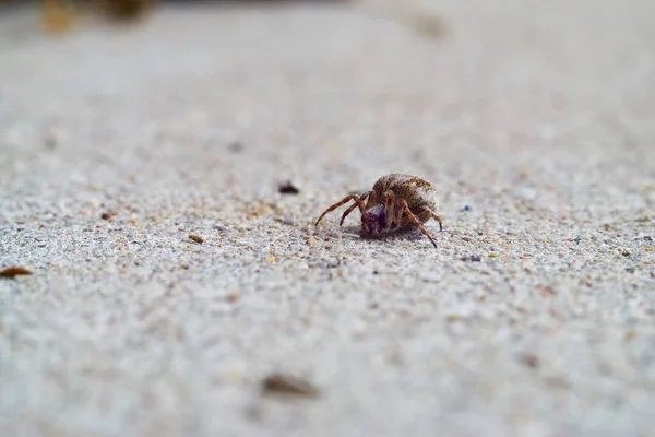 Aranha no chão na frente da câmera — Fotografia de Stock