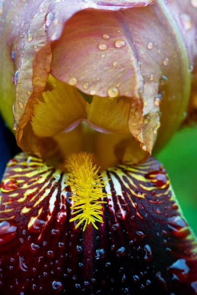 Primer plano de hojas de iris disparadas en el jardín después de la lluvia —  Fotos de Stock