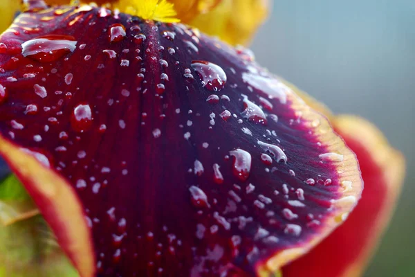 Iris blomma blad sköt på nära håll med synliga regndroppar — Stockfoto