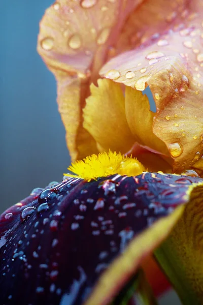 Iris blomblad med regndroppar i trädgården — Stockfoto