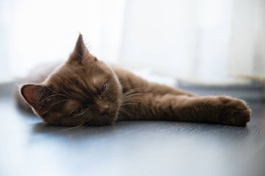 İngiliz Shorthair kedisinin uyuyan portresi