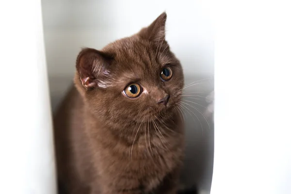 Retrato Gato Británico Shorthair — Foto de Stock