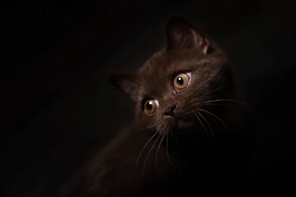 Retrato Estudio Lowkey Del Gato Británico Shorthair — Foto de Stock