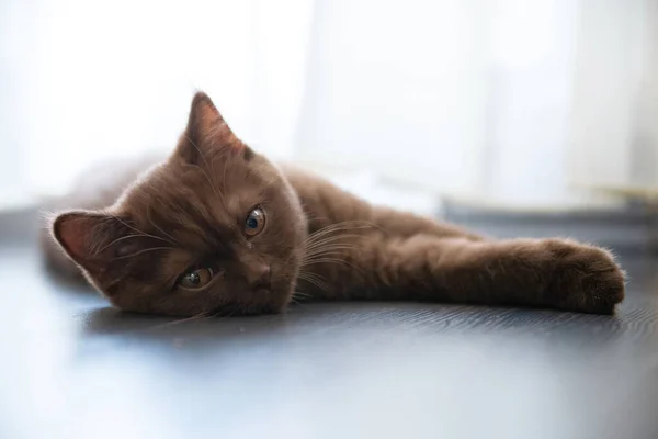 Portrait British Shorthair Cat Lying — Stock Photo, Image