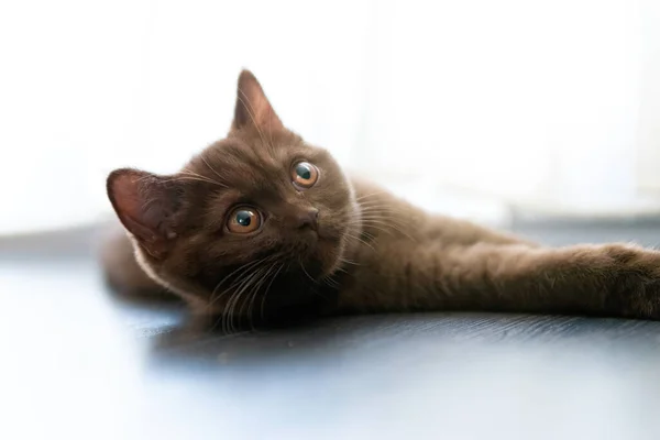 Portrait British Shorthair Cat Lying — Stock Photo, Image