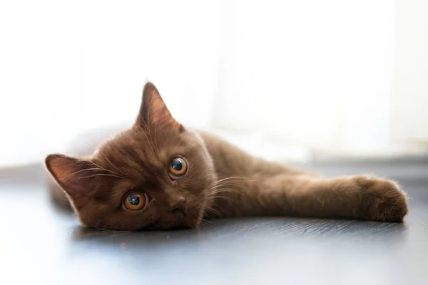 Retrato Del Gato Británico Shorthair Mintiendo — Foto de Stock