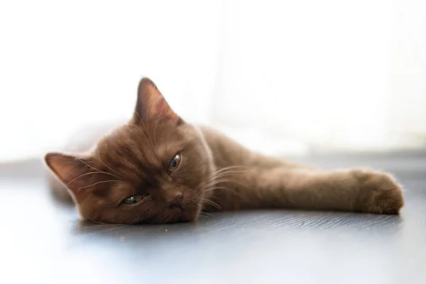 Retrato Gato Britânico Shorthair Deitado — Fotografia de Stock
