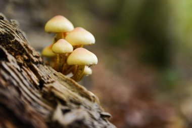 Bagajda küçük mantarlar