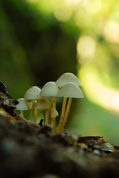 Grupo Cogumelos Tronco Árvore Floresta Outono — Fotografia de Stock