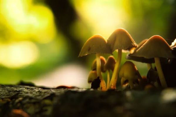 Gruppo Funghi Sul Tronco Albero Nella Foresta Autunnale — Foto Stock