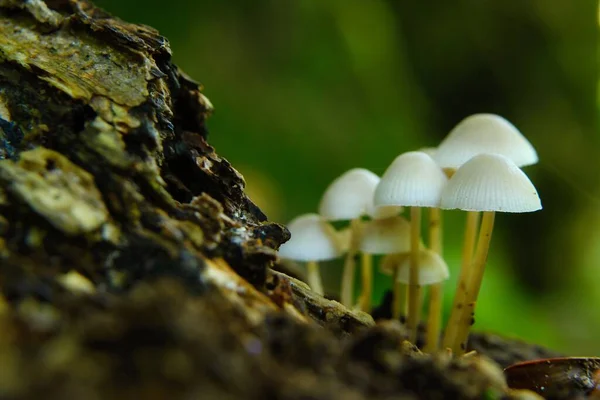 Grupo Setas Tronco Del Árbol Bosque Otoño —  Fotos de Stock