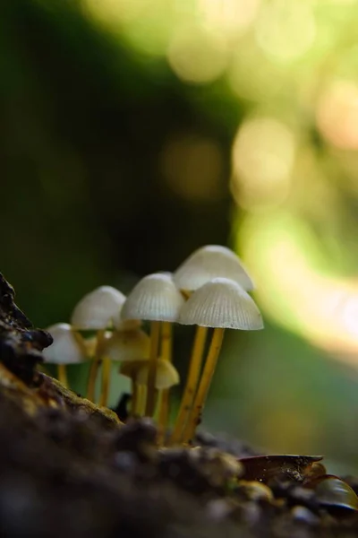 秋の森の木の幹にキノコのグループ — ストック写真