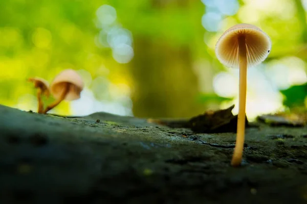 Makro Grzybów Jesiennym Lesie — Zdjęcie stockowe