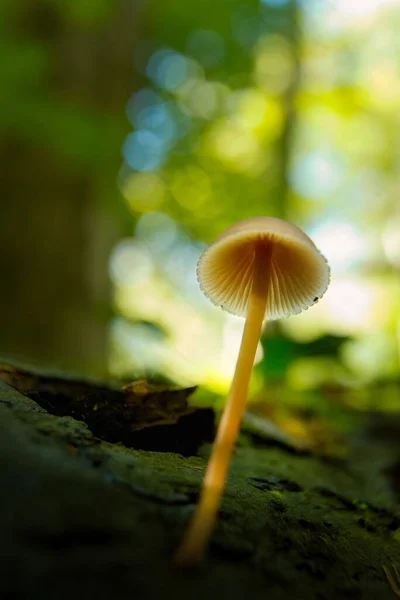 秋の森のキノコのマクロ — ストック写真