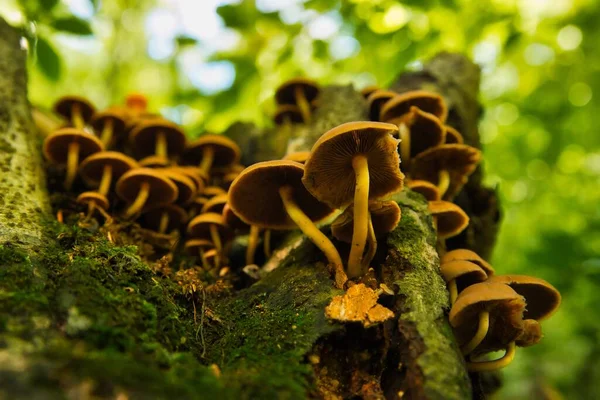 Pilzgruppe Auf Baumstamm Herbstwald — Stockfoto