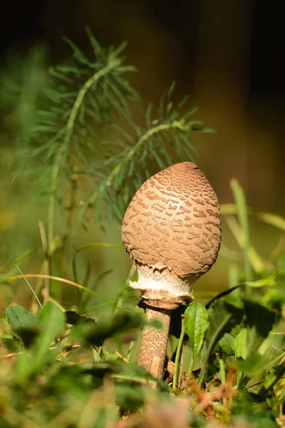 Macro Mushroom Autumn Forest — Stock Photo, Image