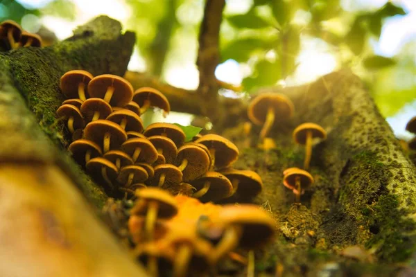 Pilzgruppe Auf Baumstamm Herbstwald — Stockfoto