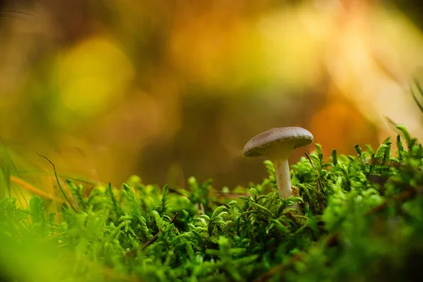 Makro Grzybów Jesiennym Lesie — Zdjęcie stockowe