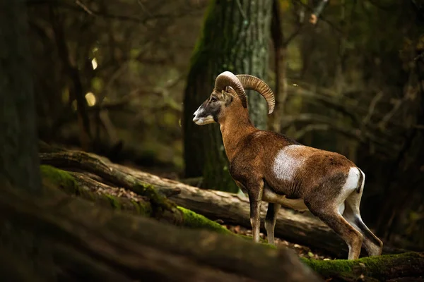 Mouflon Europeo Ovis Aries Musimon Bosque — Foto de Stock