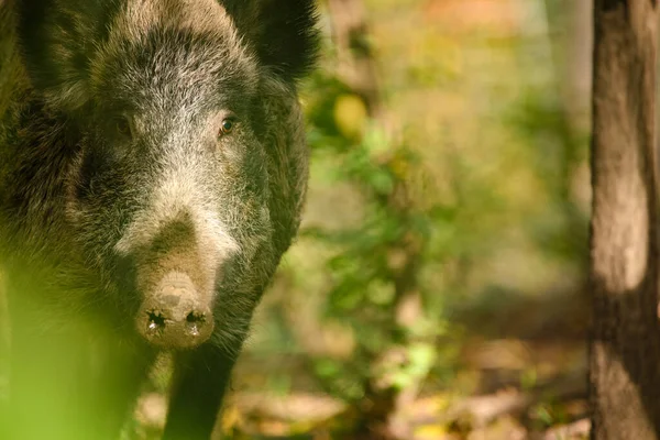 森林中的Sus Scrofa — 图库照片