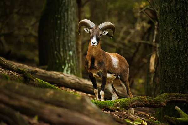 Mouflon Europeo Ovis Aries Musimon Bosque — Foto de Stock