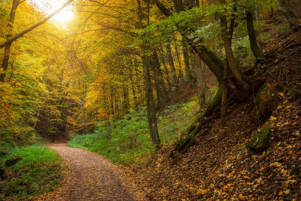 Road Beautiful Colorful Autumn Forest Hungary — Stock Photo, Image