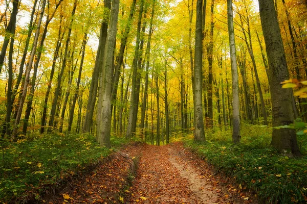 Road Beautiful Colorful Autumn Forest Hungary — Stock Photo, Image