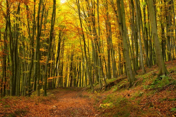 Macaristan Güzel Sonbahar Ormanlarında Yol — Stok fotoğraf