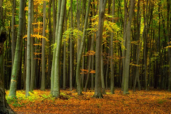 Densa Floresta Faia Outono Colorido Conto Fadas — Fotografia de Stock